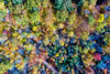Aerial Fall Trees Poster Print by Jason Veilleux # 15794