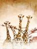 Safari Giraffe II Poster Print by Dan Meneely # 15328B