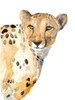Standing Cheetah Poster Print by Lanie Loreth # 15023