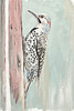 Beige Woodpecker II Poster Print by Patricia Pinto # 15203A
