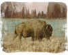 Bison in the Park Poster Print by Dan Meneely # 12076C
