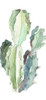 Succulent Motif Panel I Poster Print by Lanie Loreth # 14303A