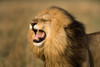 Lion Roar Poster Print by Jimmyz Jimmyz # 14178A