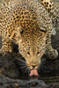Leopard taking a Break Poster Print by Jimmyz Jimmyz # 14178F