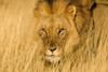 Lion Eyes Poster Print by Jimmyz Jimmyz # 14178J