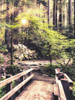 Sunlight on the Forest Path Poster Print by Andy Amos # 14023HJ