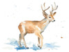 Watercolor Deer Poster Print by Lanie Loreth # 13718G