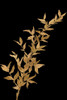 Golden Leaves on Black III Poster Print by Lanie Loreth # 13617GG