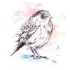 Bird Sketch III Poster Print by Patricia Pinto # 13670A