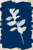 White Leaf on Navy II Poster Print by Lanie Loreth # 13617PD
