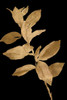 Golden Leaves on Black I Poster Print by Lanie Loreth # 13617GC