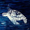 Swim Along I Poster Print by Julie DeRice # 12491H