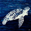 Swim Along II Poster Print by Julie DeRice # 12491J