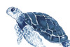 Turtle in the Blues Poster Print by Elizabeth Medley # 12305M