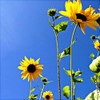 Sunflowers and Sky Poster Print by Lisa Hill Saghini # 10715MM