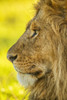 Close-up portrait of the profile of a male lion's face (Panthera leo); Tanzania Poster Print by Nick Dale (12 x 19) # 33294256