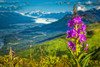 Fireweed (Chamaenerion angustifolium) blooming on a hill of Chugach Mountains, with Knik Glacier in the background Chugach State Park, South-central Alaska in summertime; Palmer, Alaska, United States of America Print