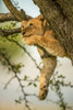 Lion cub (Panthera leo) relaxing on tree branch looking up; Tanzania Poster Print by Nick Dale (12 x 19) # 33294343