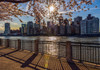 Sun setting behind cherry blossoms (Kwanzan Prunus serrulata) with a view of the Manhattan skyline, viewed from Roosevelt Island; New York, United States of America Poster Print by F M Kearney (18 x 13) # 12576953