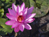 Pink water lily in bloom; Tomohon, North Sulawesi, Indonesia Poster Print by Peter Langer (16 x 12) # 12589589