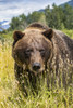 Female Brown bear (Ursus arctic), captive animal, Alaska Wildlife Conservation Center; Portage, Alaska, United States of America Poster Print by Doug Lindstrand (12 x 19) # 12589716