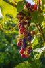 Frontenac Noir Grapes ripening in a cluster on a vine; Shefford, Quebec, Canada Poster Print by David Chapman (12 x 19) # 12579176