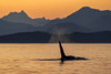 Killer whale (Orcinus orca) surfacing beside the Chilkat Mountains at sunset, Lynn Canal, Inside Passage; Alaska, United States of America Poster Print by John Hyde (19 x 12) # 12578239