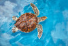 A young green sea turtle (Chelonia mydas), an endangered species, with a very clean shell, just below the surface; Maui, Hawaii, United States of America Poster Print by Dave Fleetham (19 x 12) # 12578350