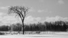 Black and white winter landscape with snowy field, fence and forest; Sault St Marie, Michigan, United States of America Poster Print by Susan Dykstra (20 x 11) # 12589982