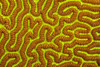 A close look at the detail of Brain coral (Platygyra sinensis) during the day with the its polyps closed; Yap, Federated States of Micronesia Poster Print by Dave Fleetham (19 x 12) # 12589772