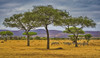 Common zebra (Equus quagga) on the savannah; Tanzania Poster Print by Brian Guzzetti (20 x 11) # 12578080