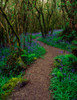 Ardcarrig, County Galway, Ireland, Hazel And Bluebells In Spring Poster Print by The Irish Image Collection (13 x 17) # 1810289