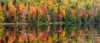 Vibrant autumn coloured foliage in a forest along a tranquil lake reflecting the colours; Lac Labelle Region, Quebec, Canada Poster Print by David Chapman (23 x 10) # 12593762
