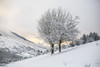 Two trees on a snow-covered slope in the Silvermine Mountains in Tipperary in winter; County Tipperary, Ireland Poster Print by Miche_l Howard (19 x 12) # 13492147