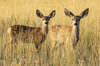 Two Mule deer fawns (Odocoileus hemionus) standing in golden grass; Steamboat Springs, Colorado, United States of America Poster Print by Vic Schendel (19 x 12) # 12682256