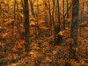 Warm coloured foliage on the trees and forest floor in autumn; Huntsville, Ontario, Canada Poster Print by Robert Postma (17 x 13) # 13381043