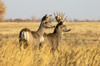 Mule deer buck and doe (Odocoileus hemionus) standing in grass; Steamboat Springs, Colorado, United States of America Poster Print by Vic Schendel (19 x 12) # 12682172