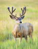 Mule deer buck (Odocoileus hemionus) standing in grass; Steamboat Springs, Colorado, United States of America Poster Print by Vic Schendel (13 x 17) # 12682153