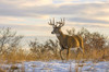 White-tailed deer buck (Odocoileus virginianus) walking through a field with a covering of snow; Emporia, Kansas, United States of America Poster Print by Vic Schendel (19 x 12) # 12682280