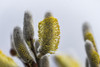 Willow Catkins bloom during February at Lewis and Clark National Historical Park; Astoria, Oregon, United States of America Poster Print by Robert L Potts (19 x 12) # 13379639
