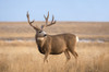 Mule deer buck (Odocoileus hemionus) standing in grass; Steamboat Springs, Colorado, United States of America Poster Print by Vic Schendel (19 x 12) # 12682169