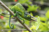 Jackson's Chameleon (Trioceros jacksonii) sitting on a tree branch; Kihei, Maui, Hawaii, United States of America Poster Print by Vic Schendel (19 x 12) # 13296540