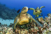 Green sea turtles (Chelonia mydas), an endangered species; Hawaii, United States of America Poster Print by Dave Fleetham (19 x 12) # 13613072
