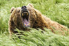 Growling bear (Ursus arctos); Fort Collins, Colorado, United States of America Poster Print by Vic Schendel (19 x 12) # 12680552