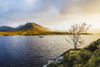 A small bare tree on the banks of Derryclare Lough at sunrise with the Connemara mountains in the distance in winter; Connemara, County Galway, Ireland Poster Print by Miche_l Howard (19 x 12) # 13492221