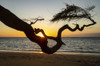 A silhouetted tree branch frames a golden sunburst lowering in the sky at sunset over the pacific ocean, viewed from a beach; Kihei, Maui, Hawaii, United States of America Poster Print by Vic Schendel (19 x 12) # 13296556