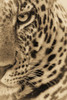 A male leopard (Panthera pardus) stares at the camera It has a brown, spotted coat, whiskers and a green eye, Masai Mara National Reserve; Kenya Poster Print by Nick Dale (12 x 19) # 12590802