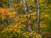 Autumn coloured foliage on the trees, Algonquin Provincial Park; Ontario Canada Poster Print by Robert Postma (18 x 13) # 13380916