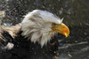 Bald eagle (Haliaeetus leucocephalus) with splashes of water; Denver, Colorado, United States of America Poster Print by Vic Schendel (19 x 12) # 12682465