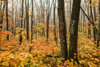 A forest in the fog with autumn coloured foliage on the forest floor, near Grand Portage; Minnesota, United States of America Poster Print by Susan Dykstra (19 x 12) # 13566512